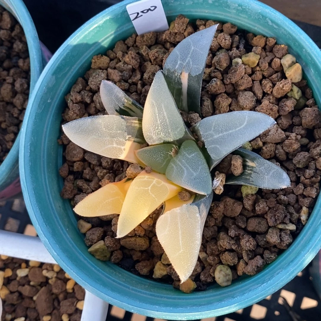 一颗实生大克锦。   特价