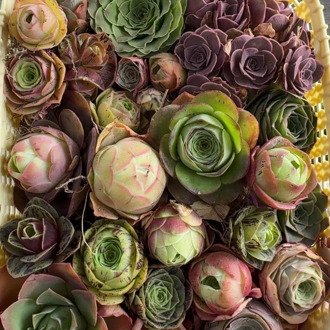 白龙822 花篮组合