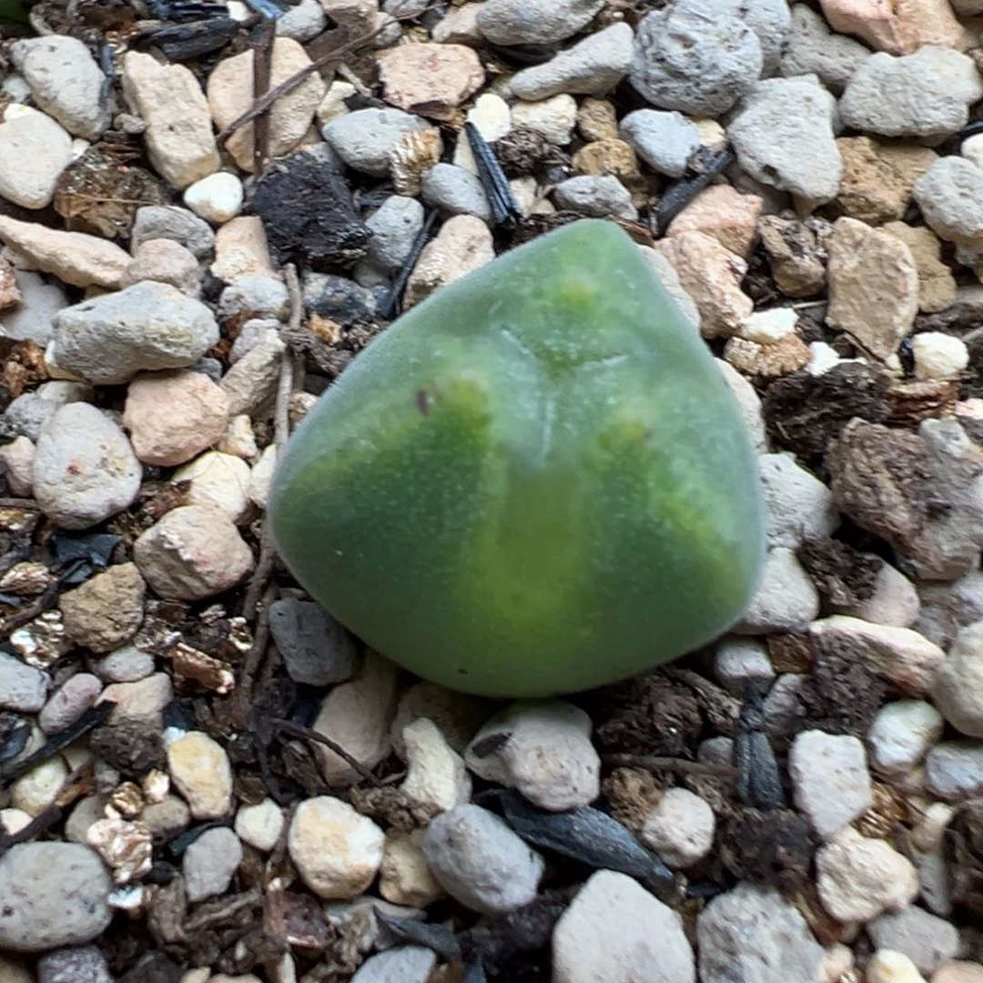 空蝉奔准母本准母本