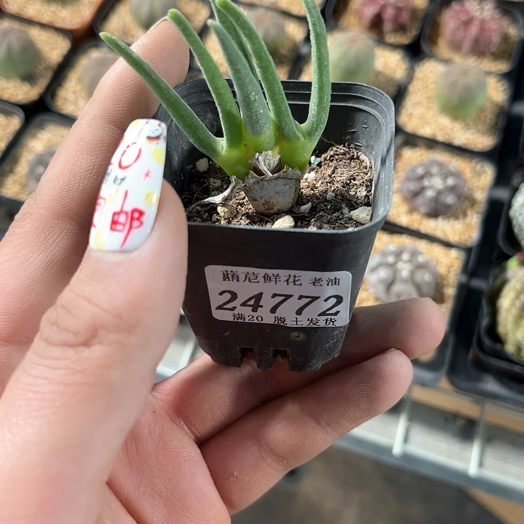 24772一物一拍单头发货