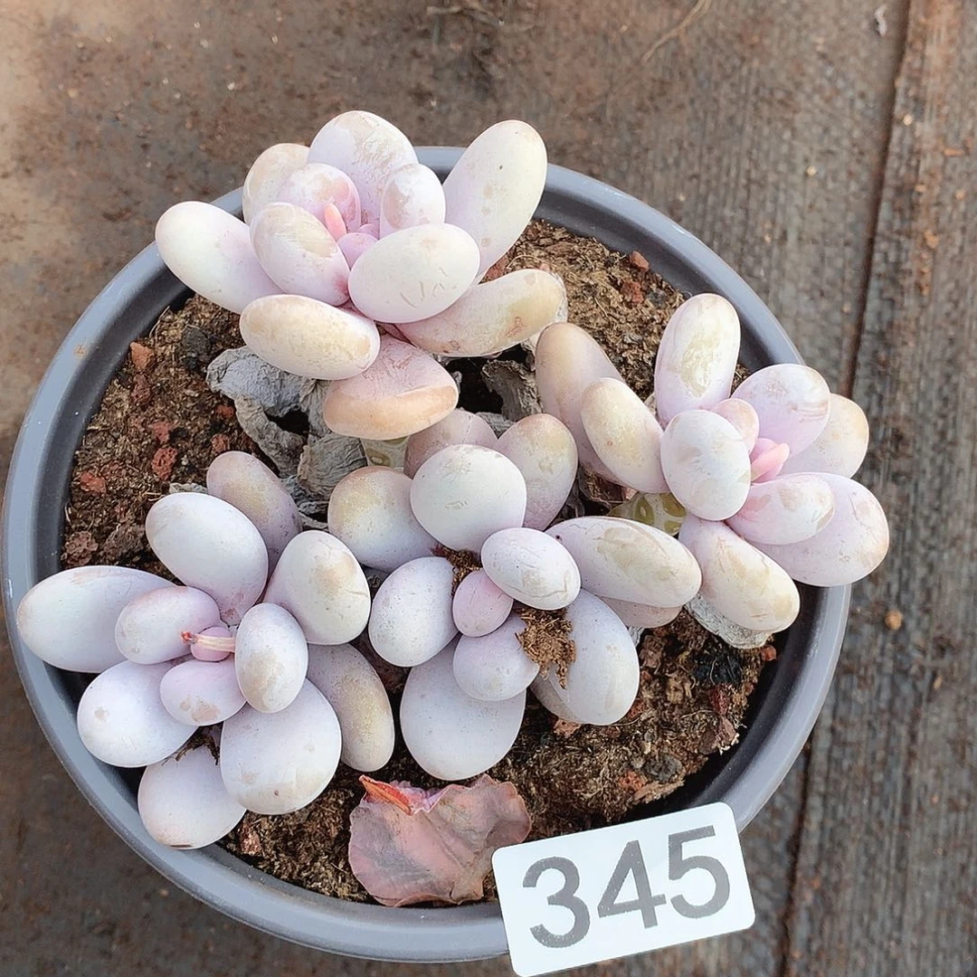 345奶酪一物一拍多肉