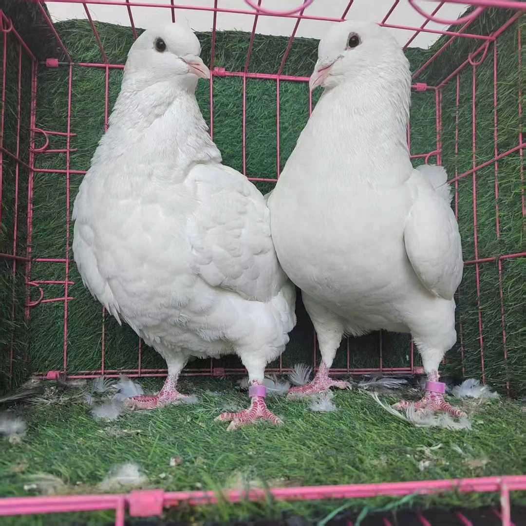 元宝鸽圆环鸽大体种鸽鸽子直播链接到家售后二天不包调理介意勿拍