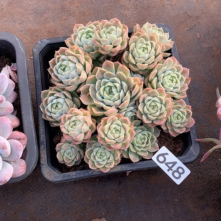 648 一物一拍多肉