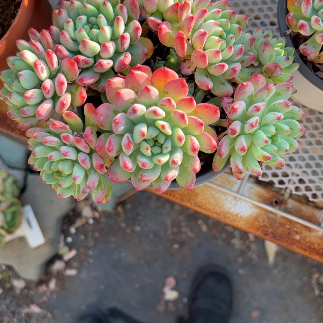 蓝苹果多肉植物精品