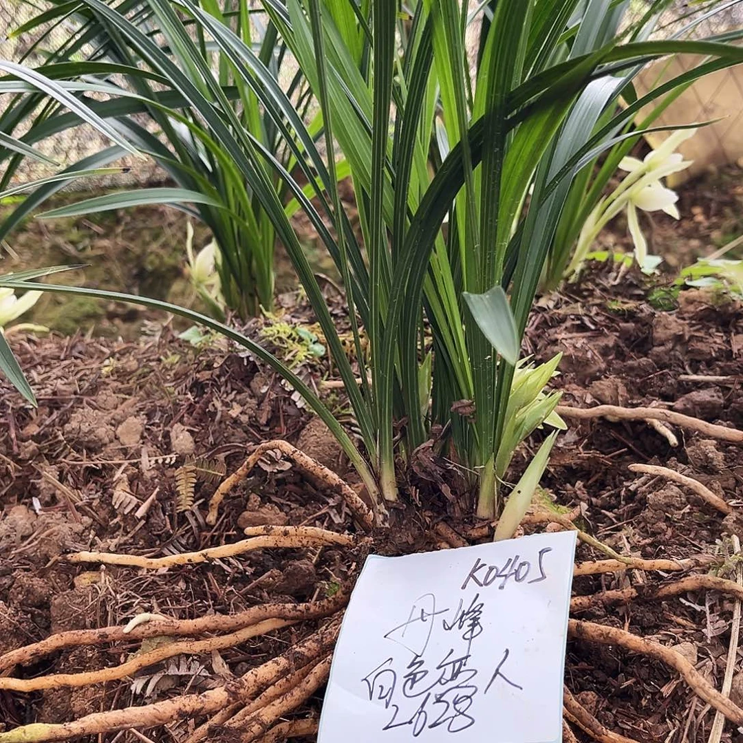 大部分花苞少量开放