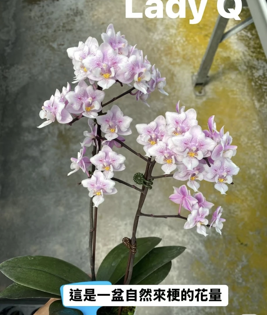 2.8寸LadyQ蝴蝶兰（抽梗苗）