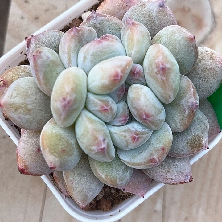 多肉植物石榴籽992