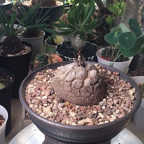 0815龟甲龙不含盆6.6