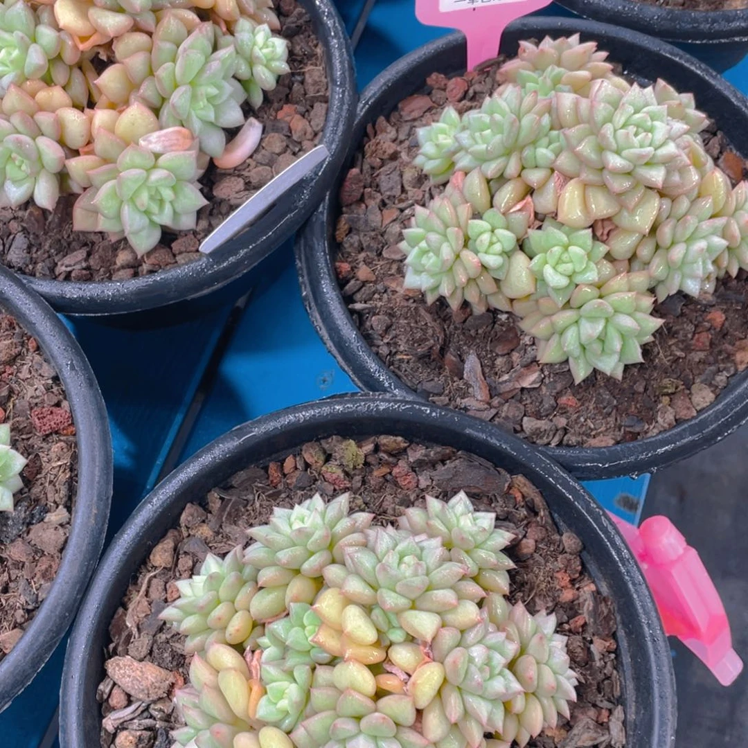 0510-31-黄金象牙大群手捧一颗