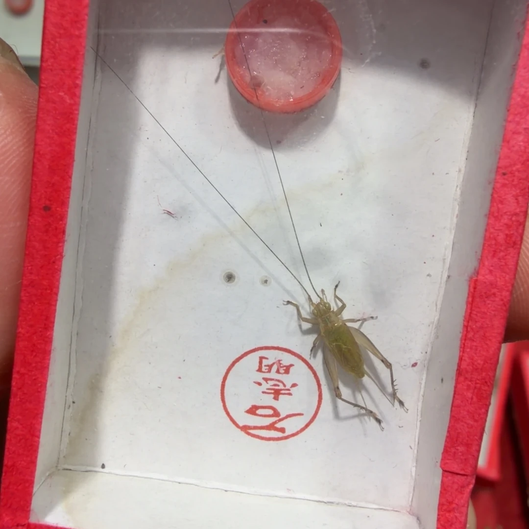 康***宁蟋蟀石老师一条包邮