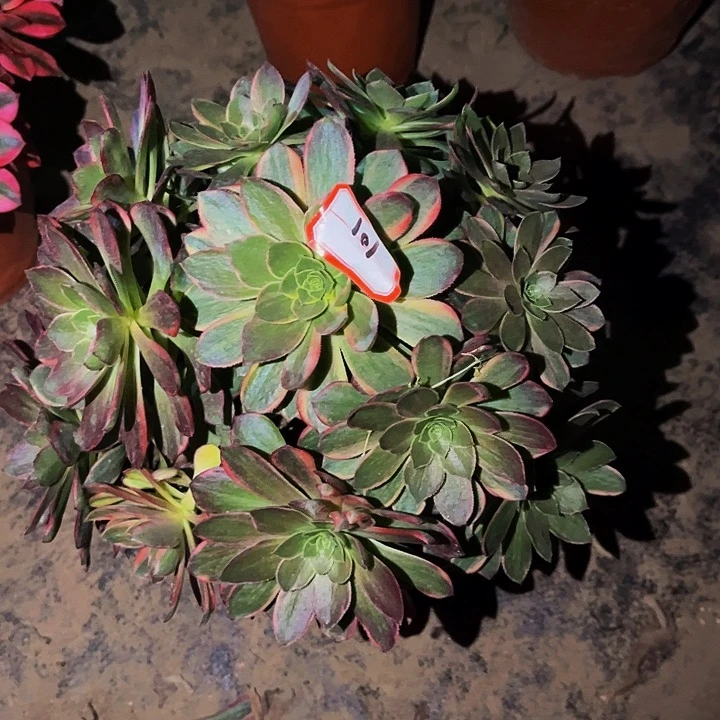 101黄金万两多肉植物处理不售后
