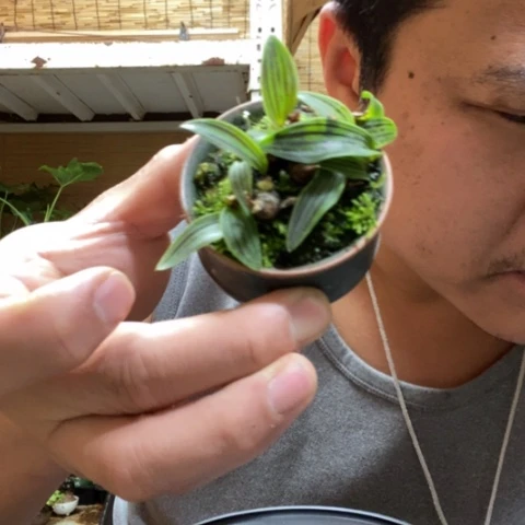 红陶老*桃一物一拍所见即所得278