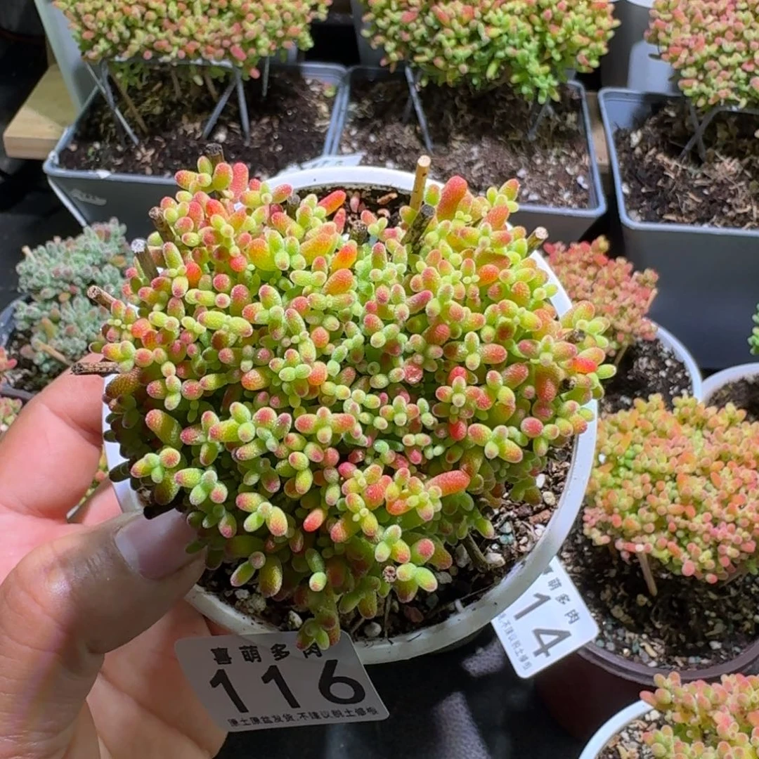 枝干番杏蜜橘糖球116