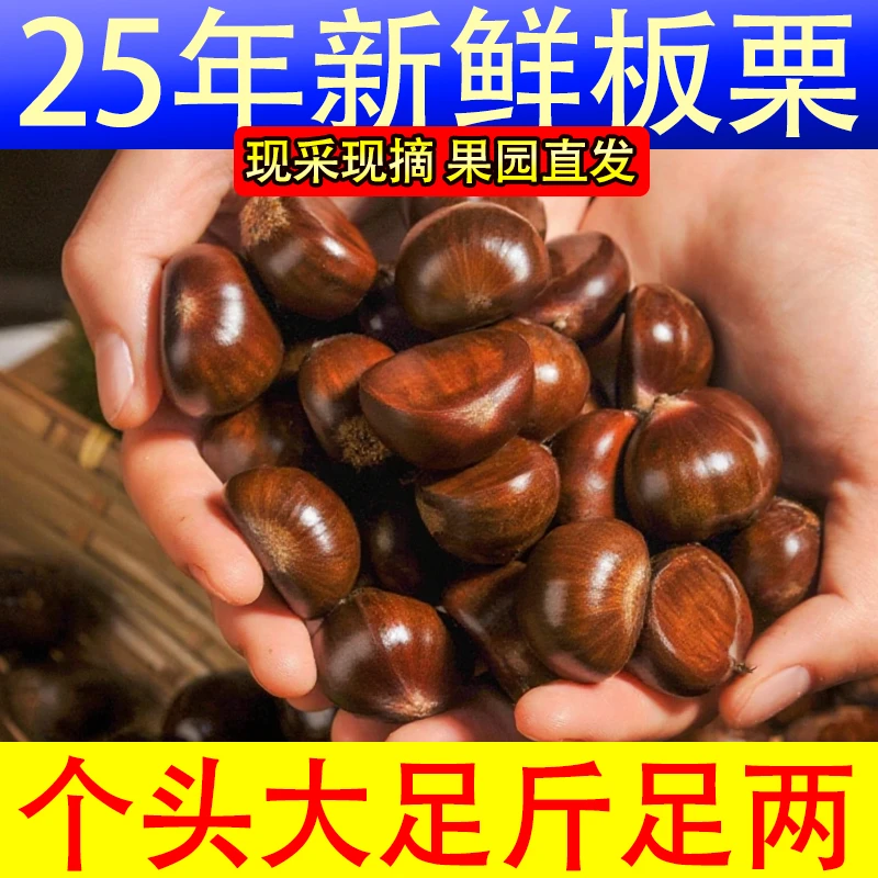【2025头茬老树板栗】新鲜采摘 果园直发 高山老树香甜软糯个大味美