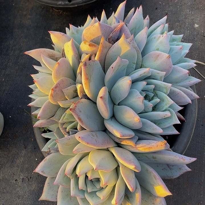 大卡杂39.8多肉群生脱土发