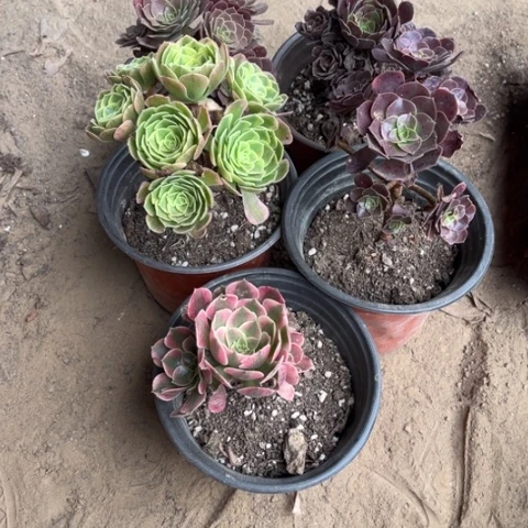 982多肉植物组合，