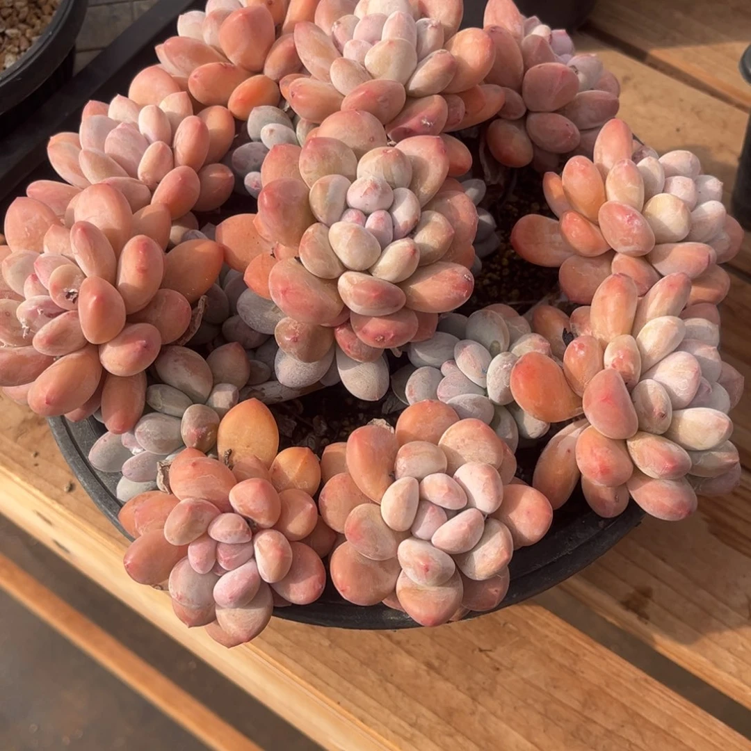 青***莉青莉姐的香水一物一拍啊