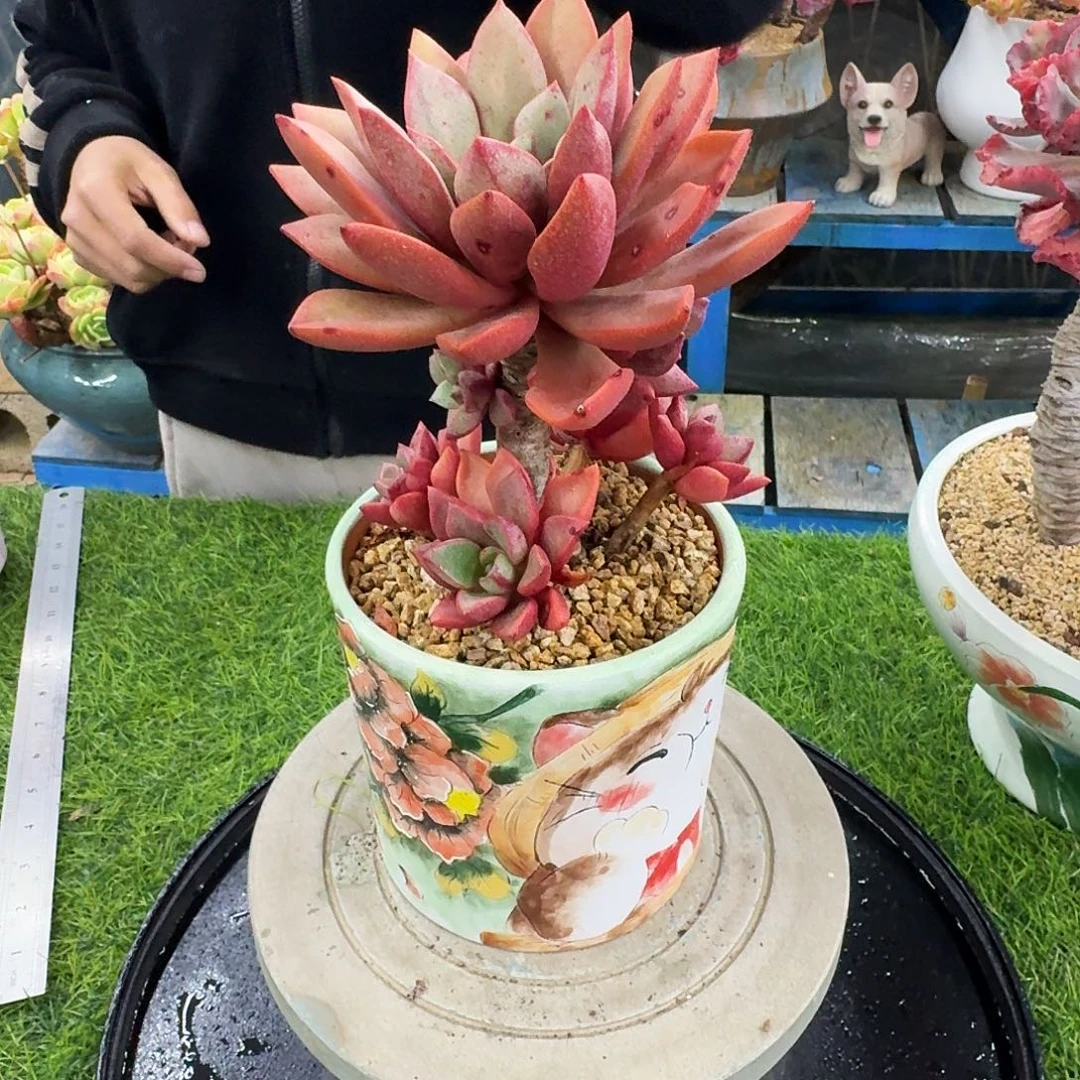 多肉植物不带盆发货