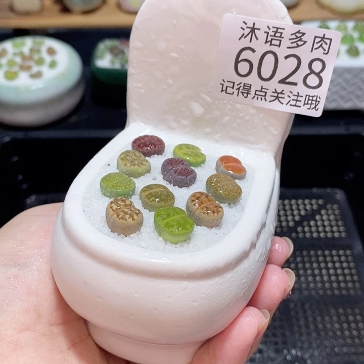 带盆土发货 精美盆栽6028