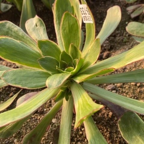 733紫嫣满25包邮多肉