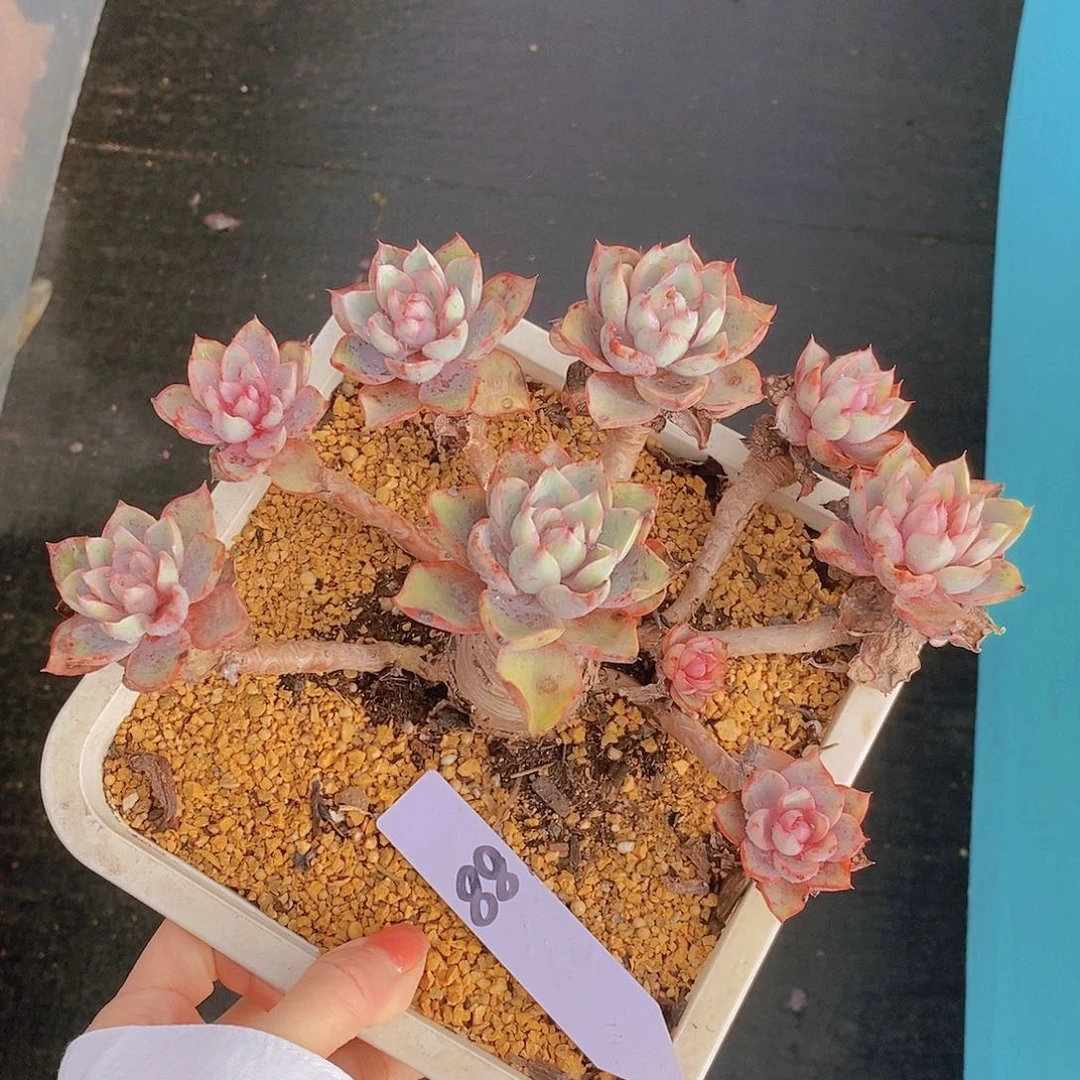 88多肉植物老桩11