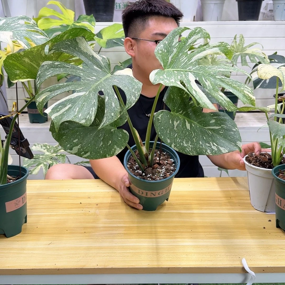 无花朵。W7洒金1，111