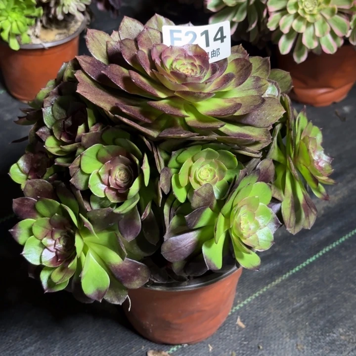 瑞妈一物一拍214有断枝，