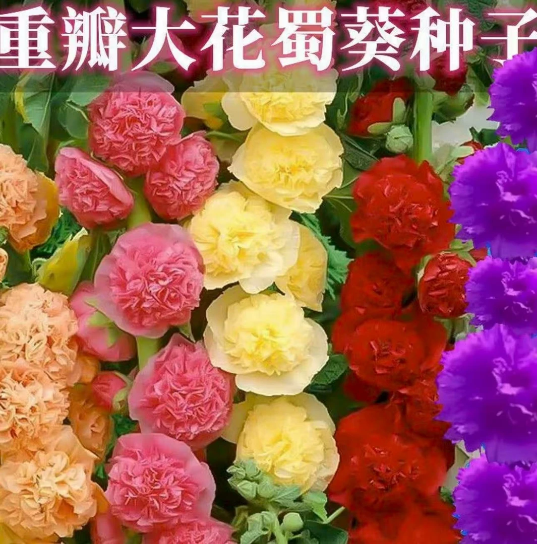 【混色重瓣蜀葵花种子】四季易种阳台庭院盆栽地栽南北方种植