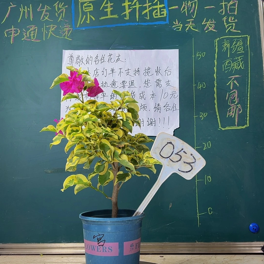 当前无花栽培后可以开花 金边宫粉 053