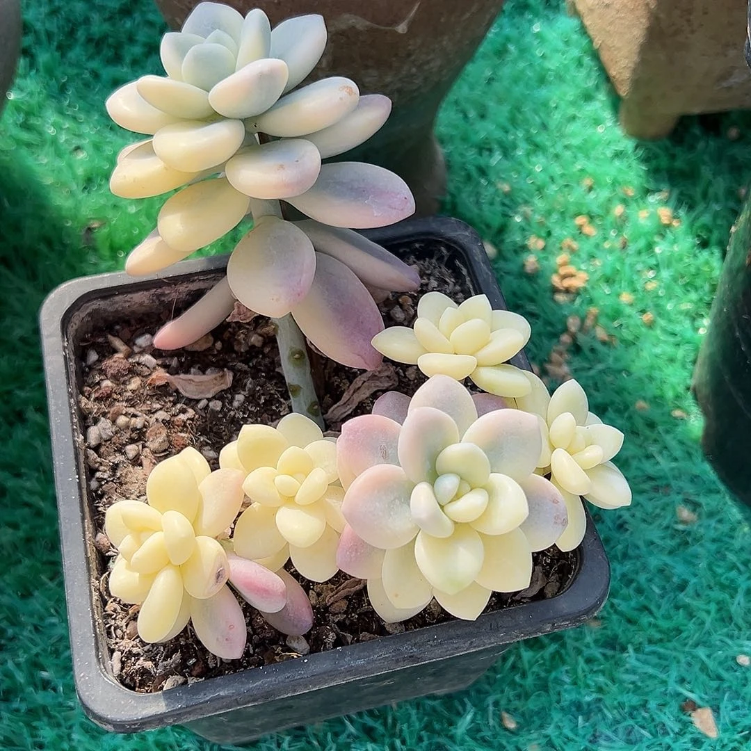 洛神锦，，，，，，，，，，，，