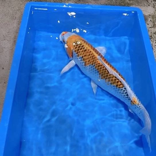 海水赤木芒果孔雀