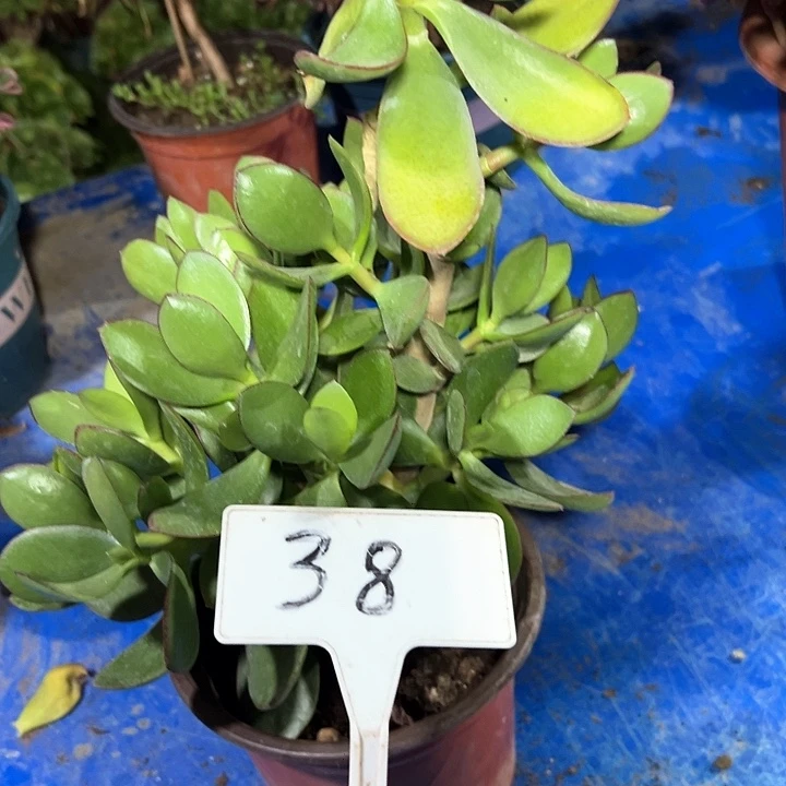 多肉植物玉树法师