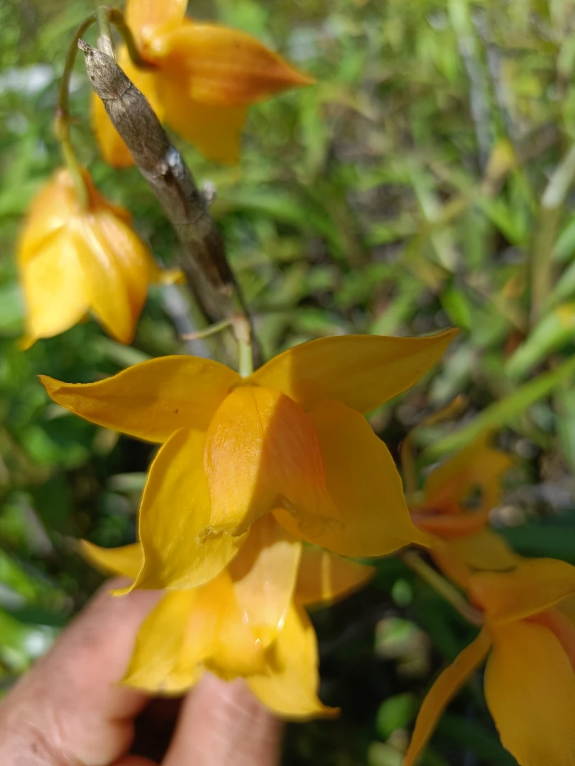 石斛兰一物一拍专场直播链接