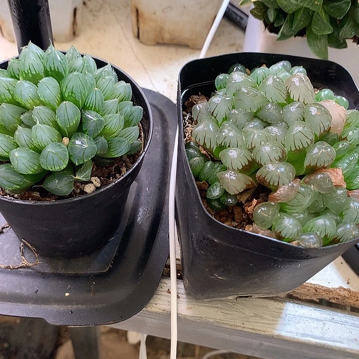 两盆带盆带土发货包邮