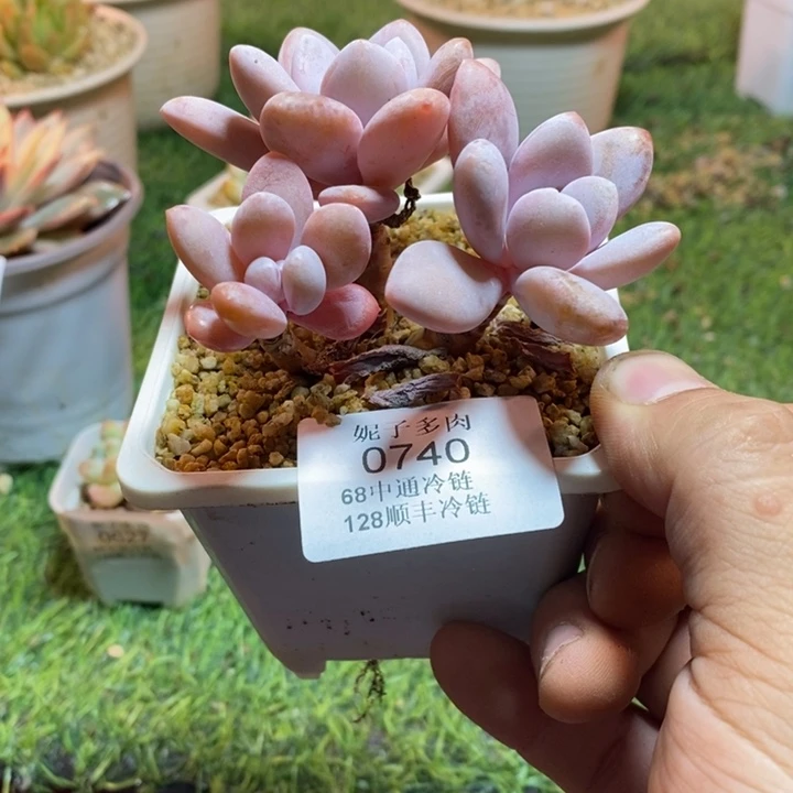 0740啊啊啊啊啊啊啊
