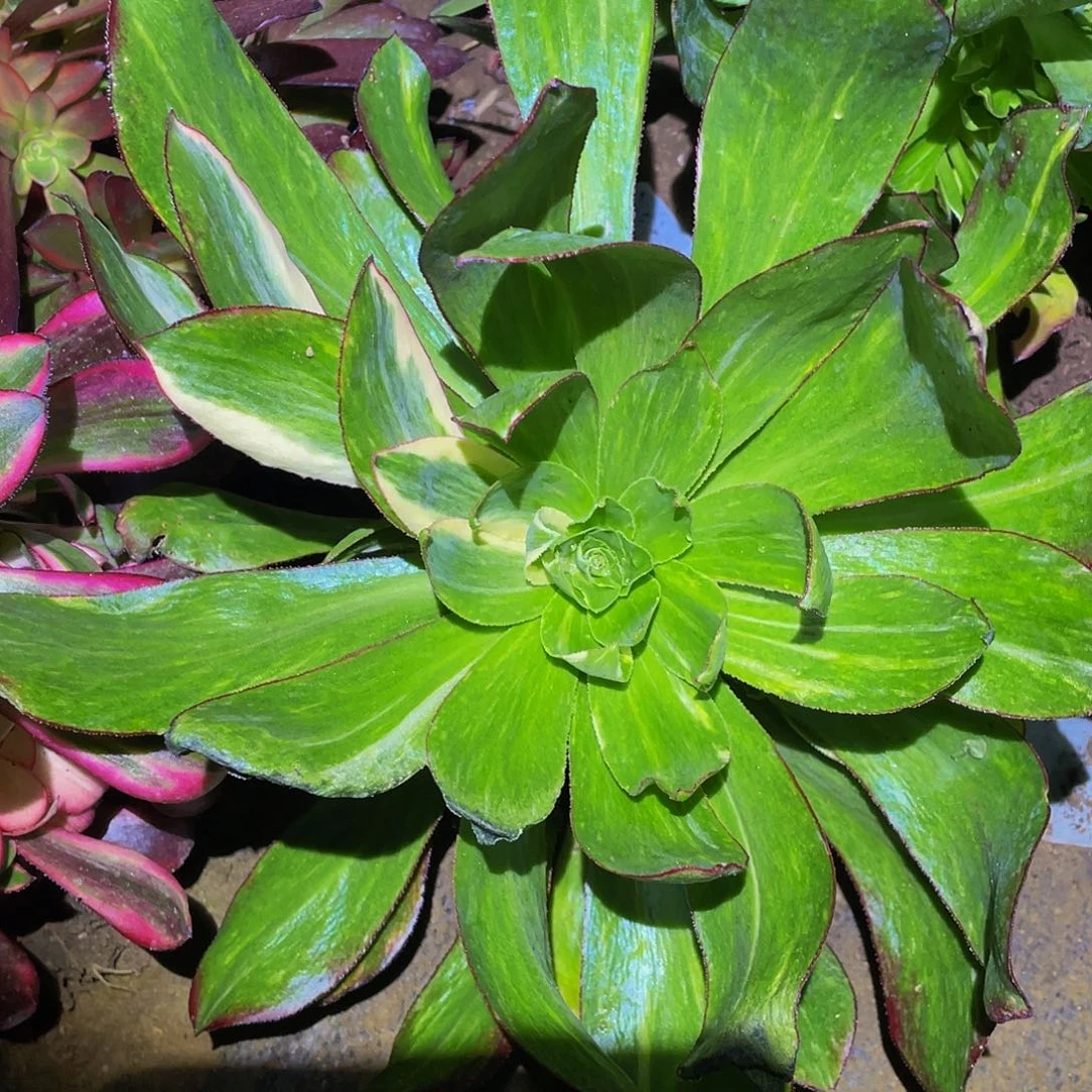 3756魅影七彩多肉植物