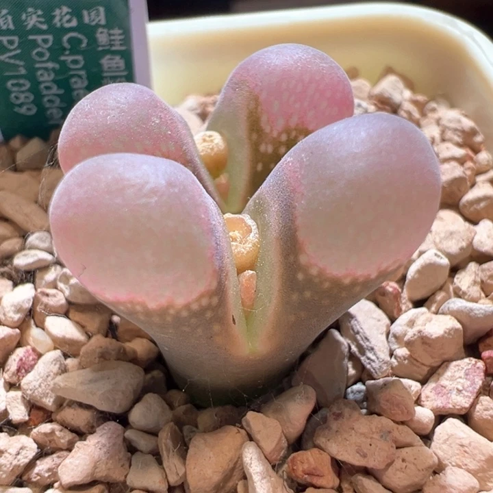 149。青蛙5年pv1089鲑鱼粉。  狂欢11 八五折后价