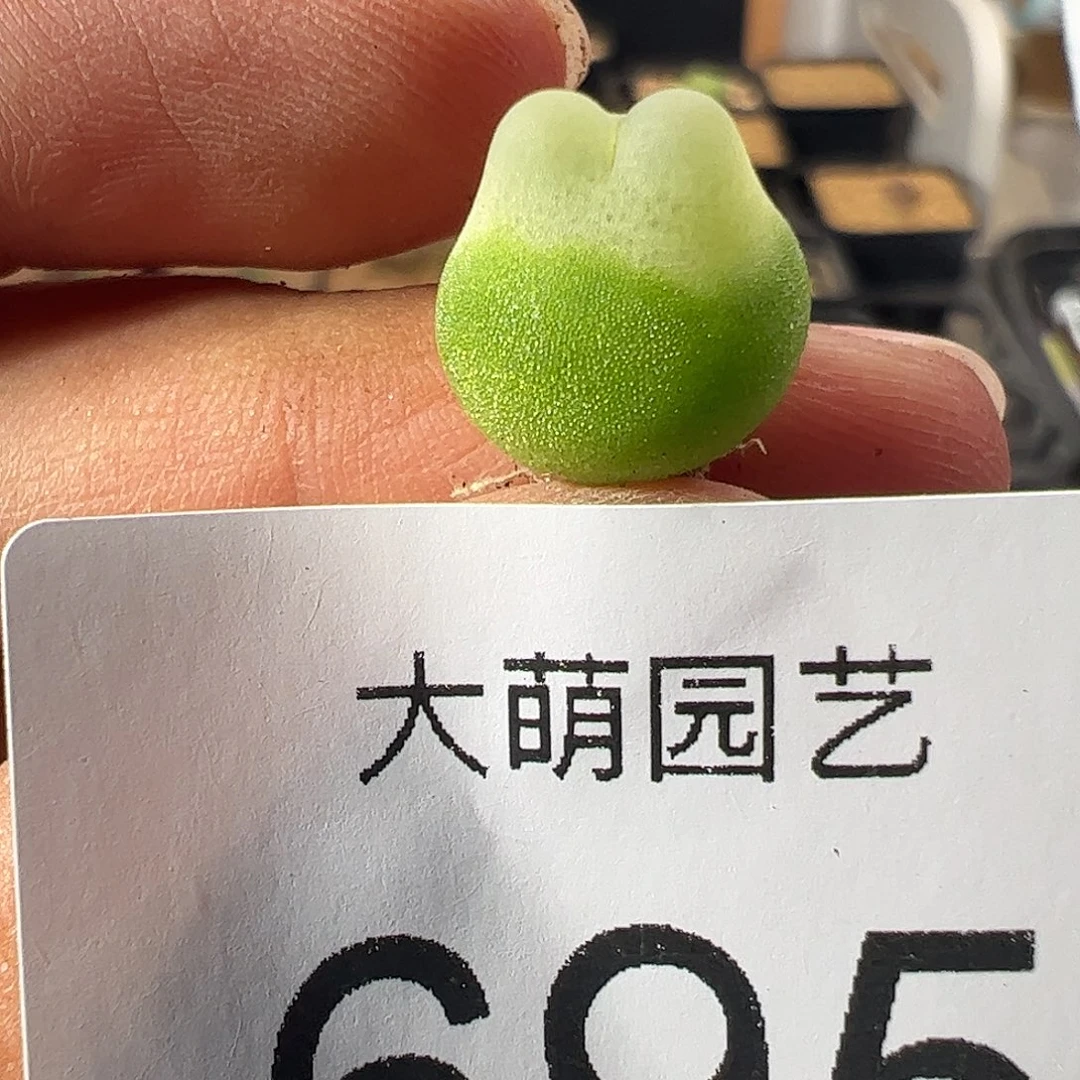 一物一拍。        695