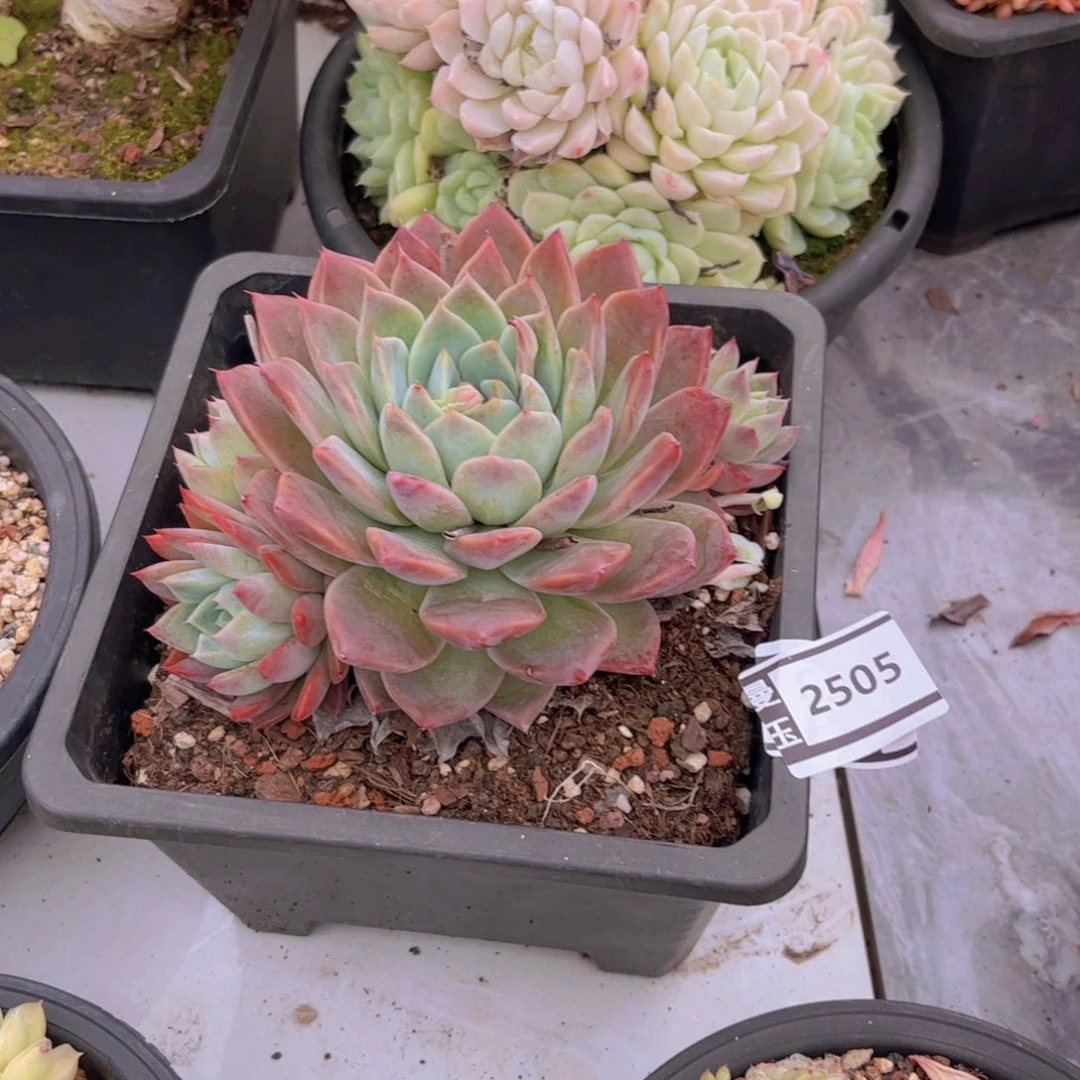 阿尔巴杂多肉植物2505