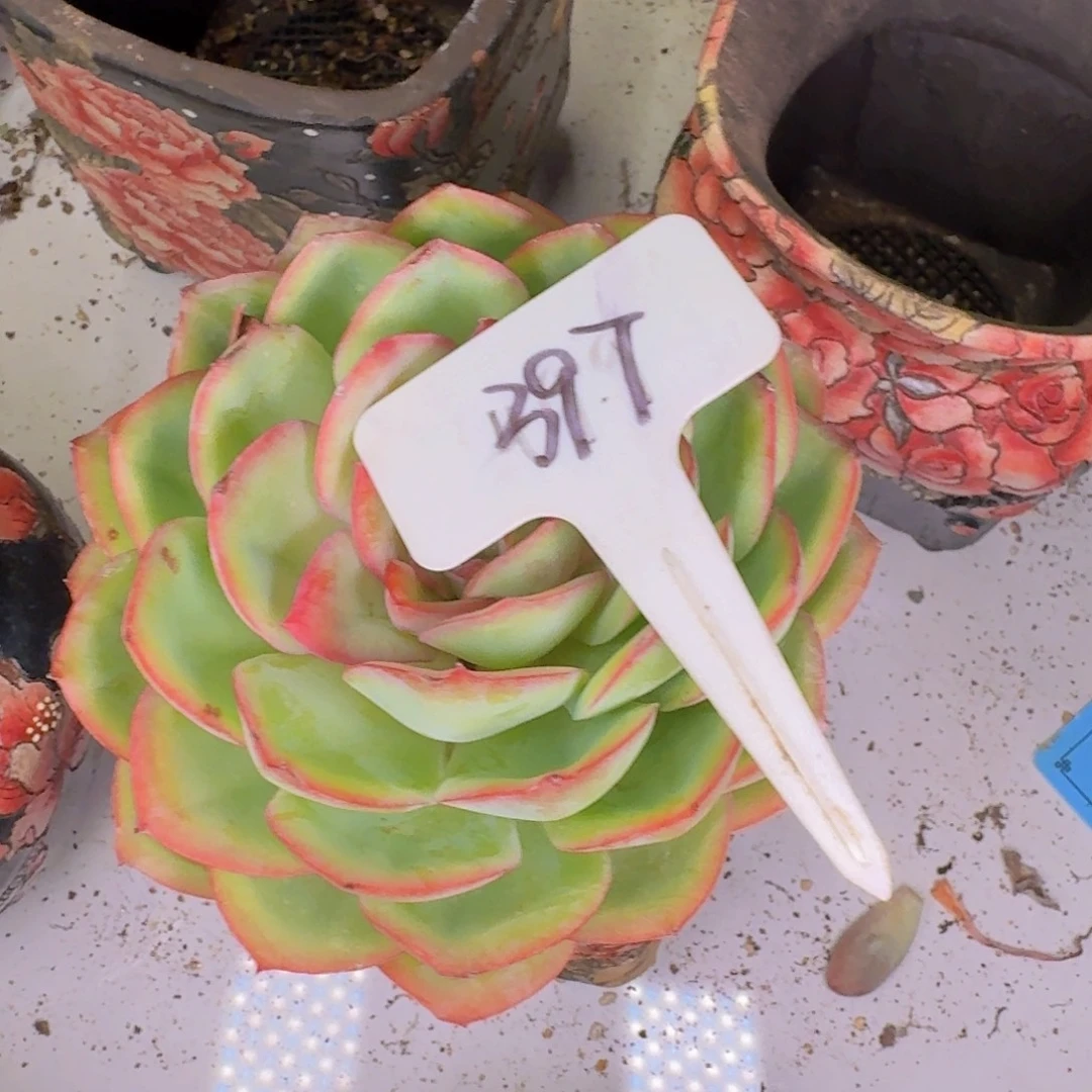 多肉植物的生长发育
