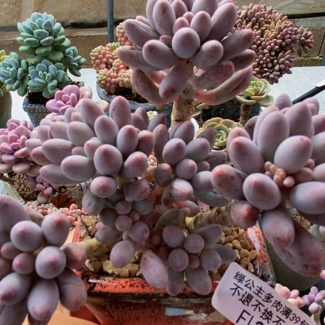 291婴儿手指12cm多肉