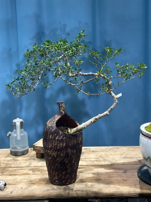 【一棵绿植】海岛栀子花茶空间精品老桩新年绿植室内外盆景