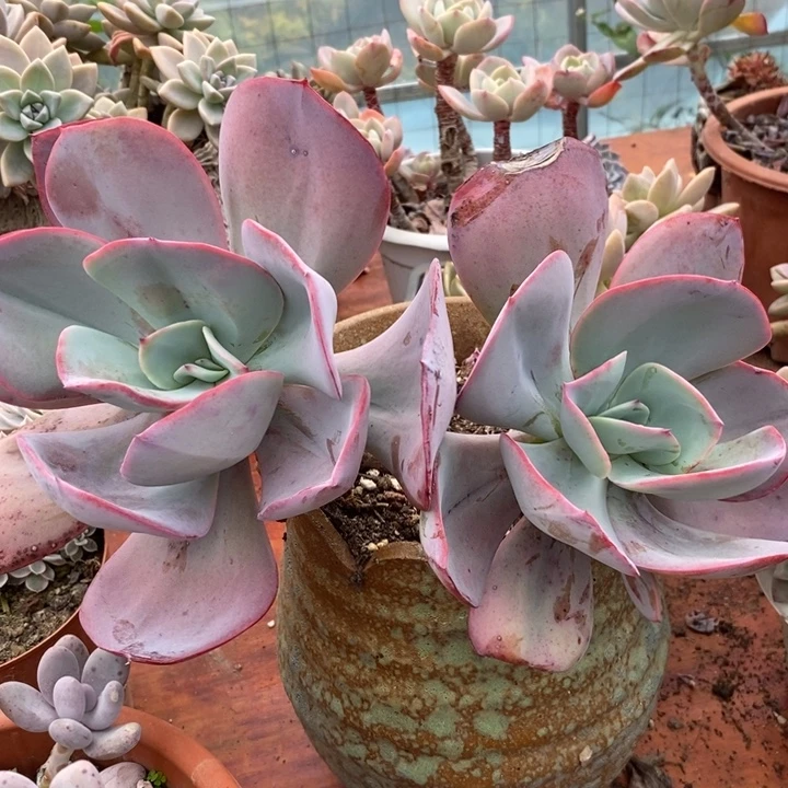 布鲁克林的蓝老桩无砍多肉