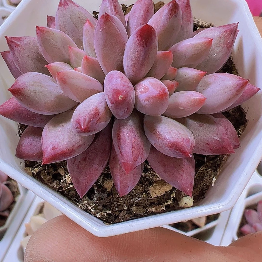 正版双头车厘子19包邮