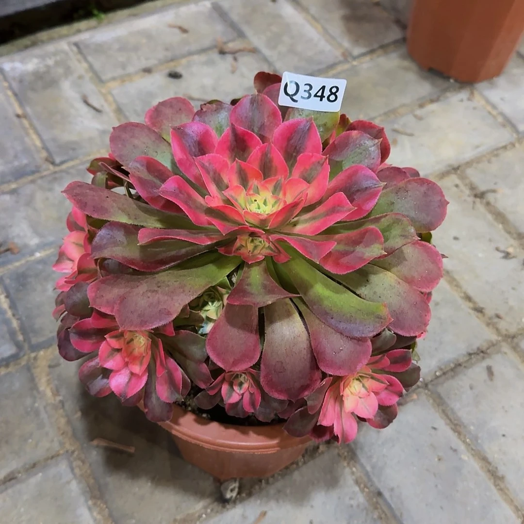 348香妃44冠服22.3左右