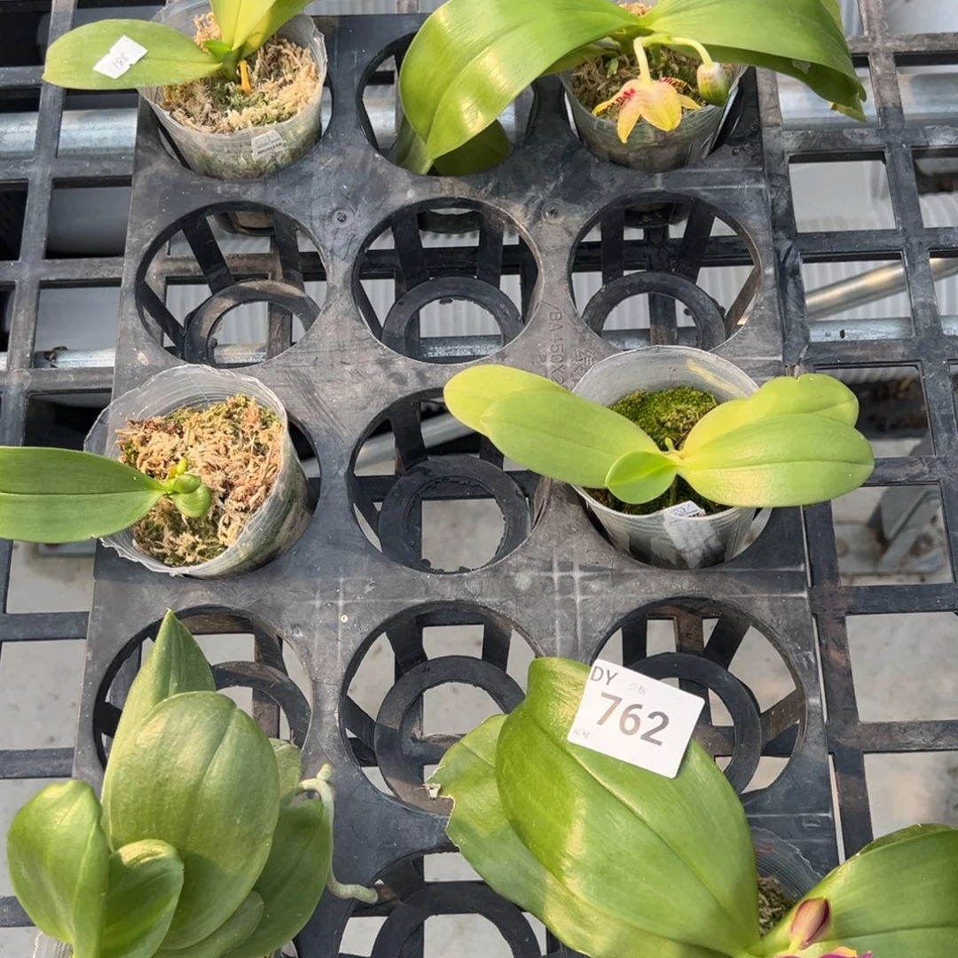 完全开放762号特价瑕疵苗78/6颗任何原因不售后