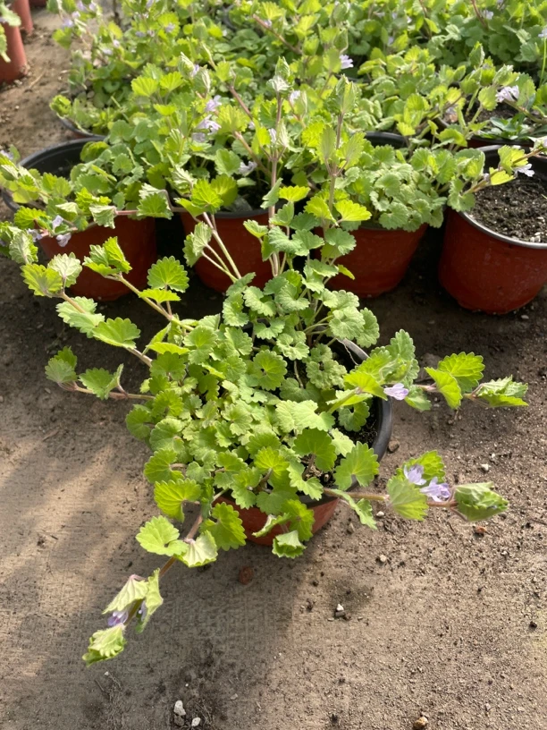 金钱薄荷香草盆栽食用好养阳台地栽