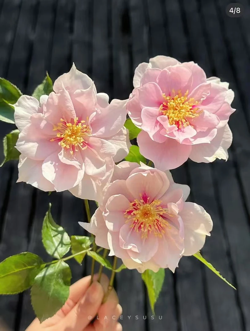 一见钟情 多头日本超新品花园木本玫瑰花苗盆栽阳台月季花卉