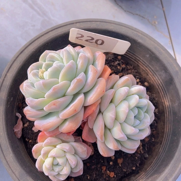 健健康康平平安安