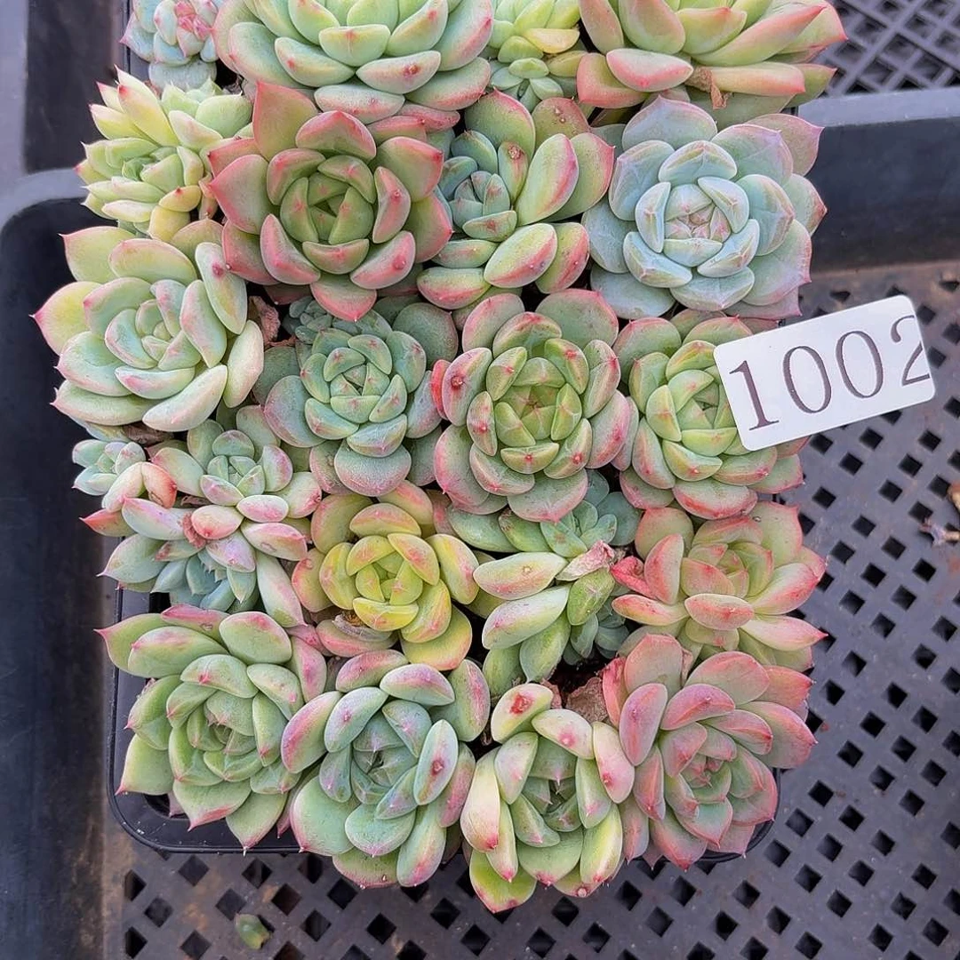 多肉植物多肉植物1002